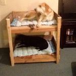 Doggy Bunk Beds
